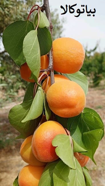 نهال زردالو و باردهی بیشتر ان